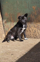 GRACIE, Hund, Mischlingshund in Rumänien