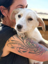 GIGI, Hund, Mischlingshund in Rumänien