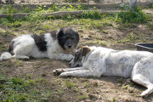 MIKE, Hund, Mischlingshund in Rumänien - Bild 10