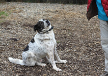 MIKE, Hund, Mischlingshund in Rumänien - Bild 11