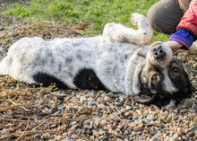 MIKE, Hund, Mischlingshund in Rumänien - Bild 12