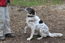 MIKE, Hund, Mischlingshund in Rumänien - Bild 13