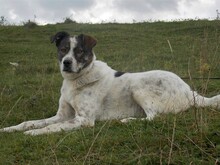 MIKE, Hund, Mischlingshund in Rumänien - Bild 14