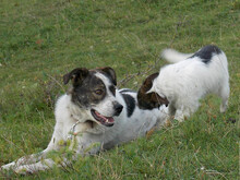 MIKE, Hund, Mischlingshund in Rumänien - Bild 15