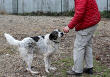 MIKE, Hund, Mischlingshund in Rumänien - Bild 16