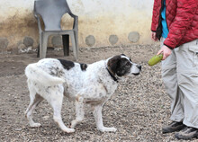 MIKE, Hund, Mischlingshund in Rumänien - Bild 17