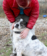MIKE, Hund, Mischlingshund in Rumänien - Bild 19