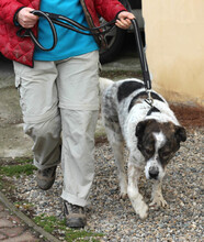 MIKE, Hund, Mischlingshund in Rumänien - Bild 2