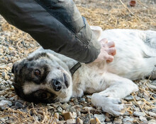 MIKE, Hund, Mischlingshund in Rumänien - Bild 3