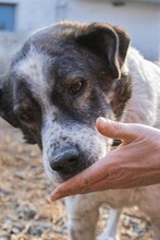 MIKE, Hund, Mischlingshund in Rumänien - Bild 5