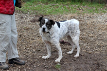 MIKE, Hund, Mischlingshund in Rumänien - Bild 8