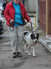 MIKE, Hund, Mischlingshund in Rumänien - Bild 9