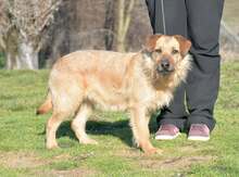 SZÖLÖ, Hund, Mischlingshund in Ungarn
