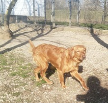 SUZY, Hund, Mischlingshund in Ungarn