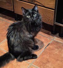 MERLIN, Katze, Langhaarkatze in München