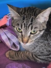 DONATELLA, Katze, Europäisch Kurzhaar in München