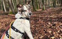 FINNIE, Hund, Mischlingshund in Rosengarten