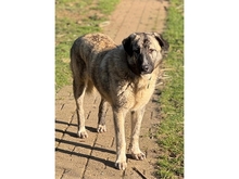 MAX, Hund, Mischlingshund in Lotte