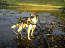 MIKI, Hund, Mischlingshund in Rumänien - Bild 7