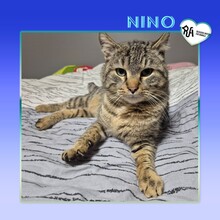 NINO, Katze, Hauskatze in Bulgarien