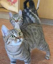 NADEZHDA, Katze, Hauskatze in Bulgarien