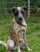 TILO, Hund, Mischlingshund in Zweibrücken
