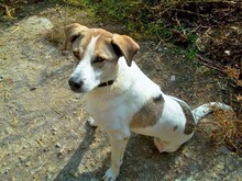 MUGUR, Hund, Mischlingshund in Rumänien - Bild 10