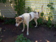 MUGUR, Hund, Mischlingshund in Rumänien - Bild 2