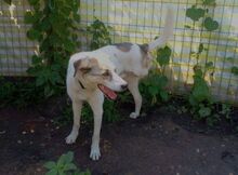 MUGUR, Hund, Mischlingshund in Rumänien - Bild 3