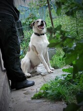 MUGUR, Hund, Mischlingshund in Rumänien - Bild 6