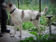 MUGUR, Hund, Mischlingshund in Rumänien - Bild 7
