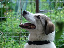 MUGUR, Hund, Mischlingshund in Rumänien - Bild 8