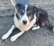 FLORICA, Hund, Mischlingshund in Rumänien