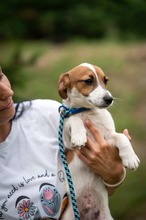 TRITON, Hund, Jack Russell Terrier-Mix in Ungarn