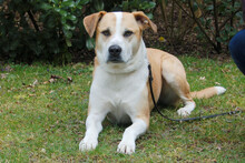 LOUNIS, Hund, English Pointer-Mix in Lauf