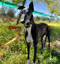 CHERRY, Hund, Galgo Español in Spanien