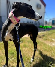 MAGNUS, Hund, Galgo Español in Spanien