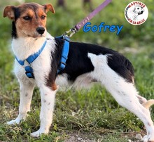 GOFREY, Hund, Bodeguero Andaluz-Mix in Spanien