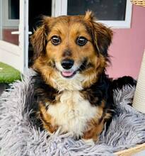 KESSIE, Hund, Mischlingshund in Rumänien