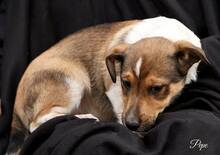PEPE, Hund, Jack Russell Terrier Mix in Kroatien