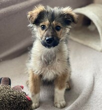 MARTHA, Hund, Mischlingshund in Rumänien