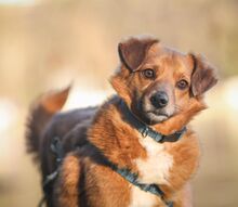 LENNY, Hund, Mischlingshund in Berlin