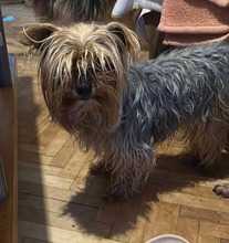 WUSCHEL, Hund, Mischlingshund in Rumänien