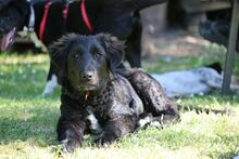 THOR, Hund, Mischlingshund in Hilter