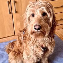 MILO, Hund, GoldenDoodle in Höxter