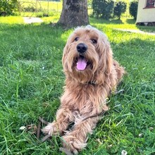 MILO, Hund, Golden Retriever in Eslohe