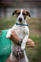 TINSLEY, Hund, Jack Russell Terrier-Mix in Ungarn