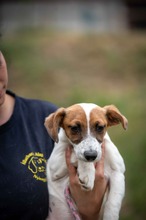 TENAYA, Hund, Jack Russell Terrier-Mix in Ungarn