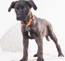 NATALIA, Hund, Mischlingshund in Portugal