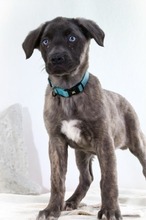 NATASCHA, Hund, Mischlingshund in Portugal